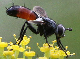 Cylindromyia sp.